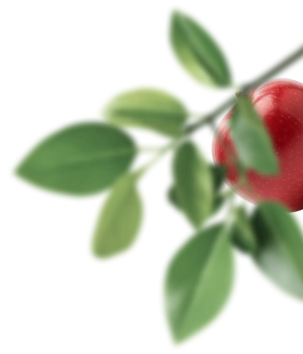 Декоративные овощи и фрукты