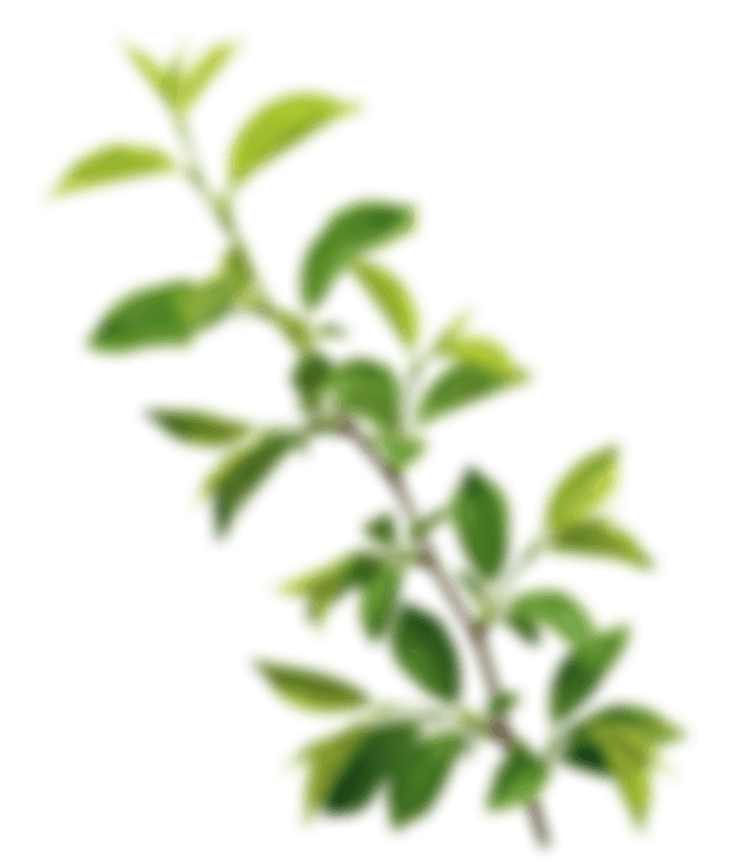 Декоративные зеленые листья