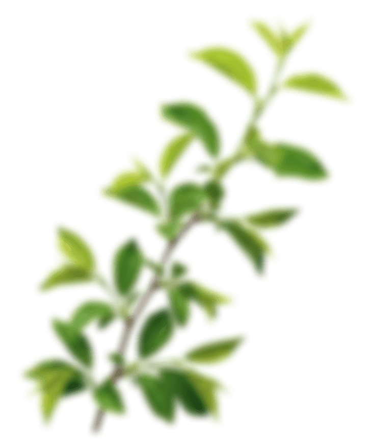 Декоративные зеленые листья