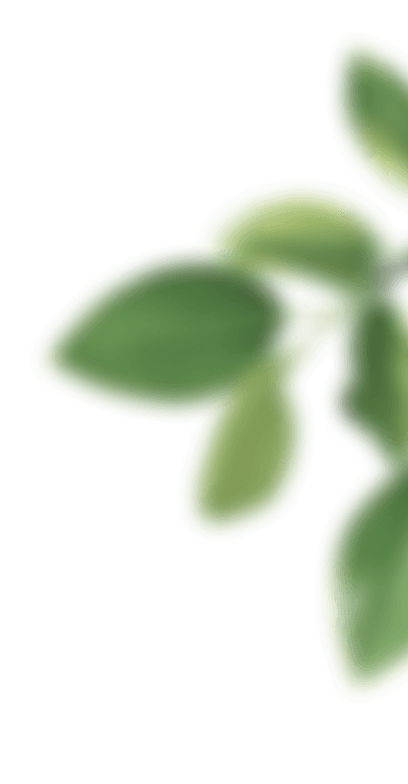 Декоративные зеленые листья