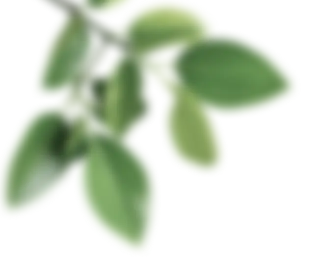 Декоративные фрукты и овощи